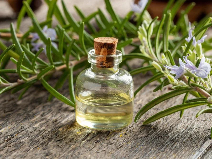 Was ist Rosmarinöl? Rosmarinöl gewonnen?