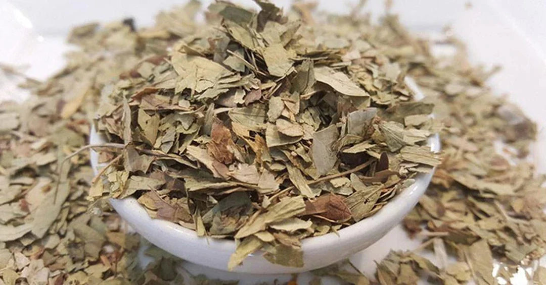 Sennesblätter-Tee – Zubereitung, Besonderheiten & Anwendung