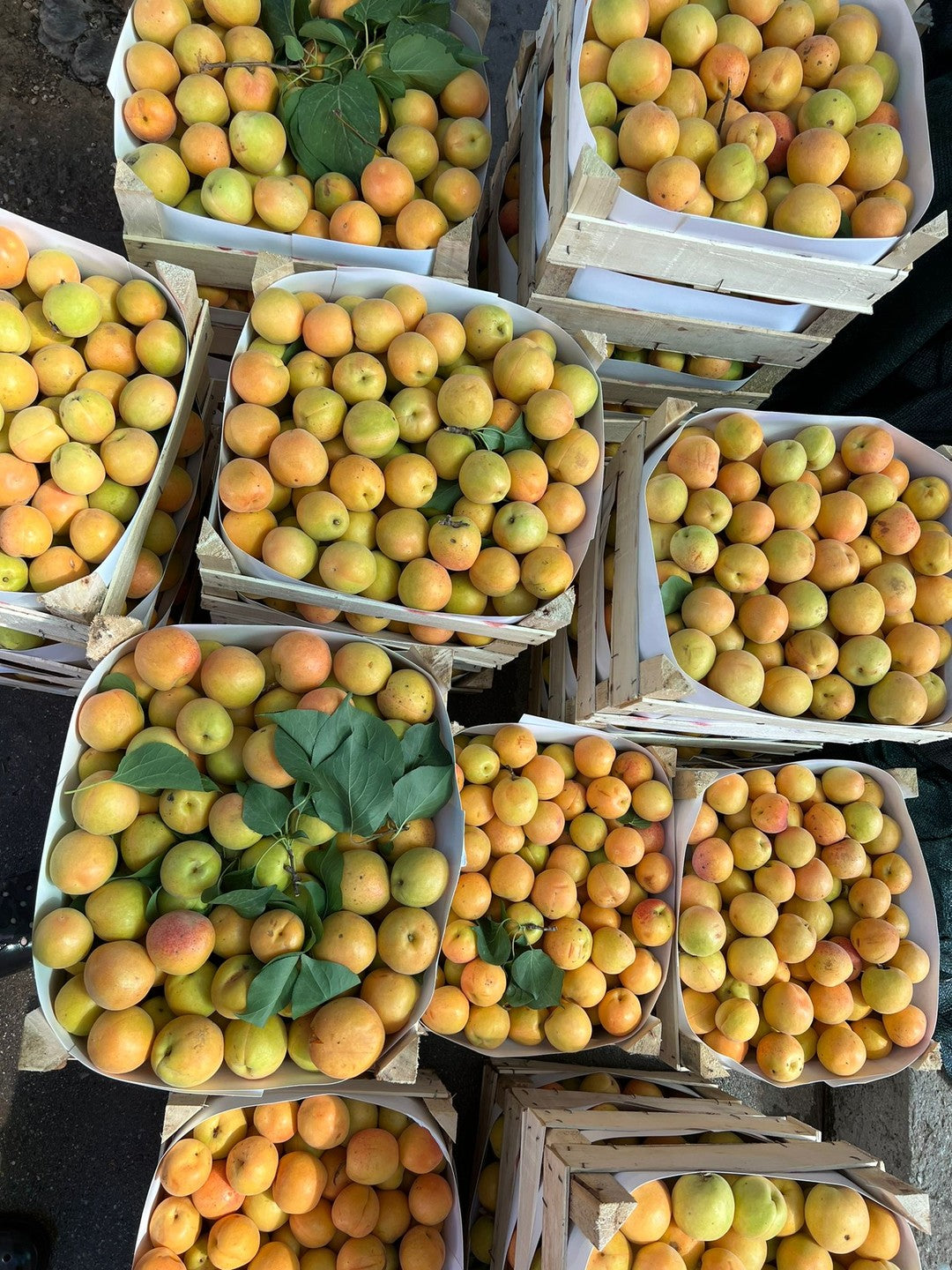 Aprikosen Konfitüre 750g