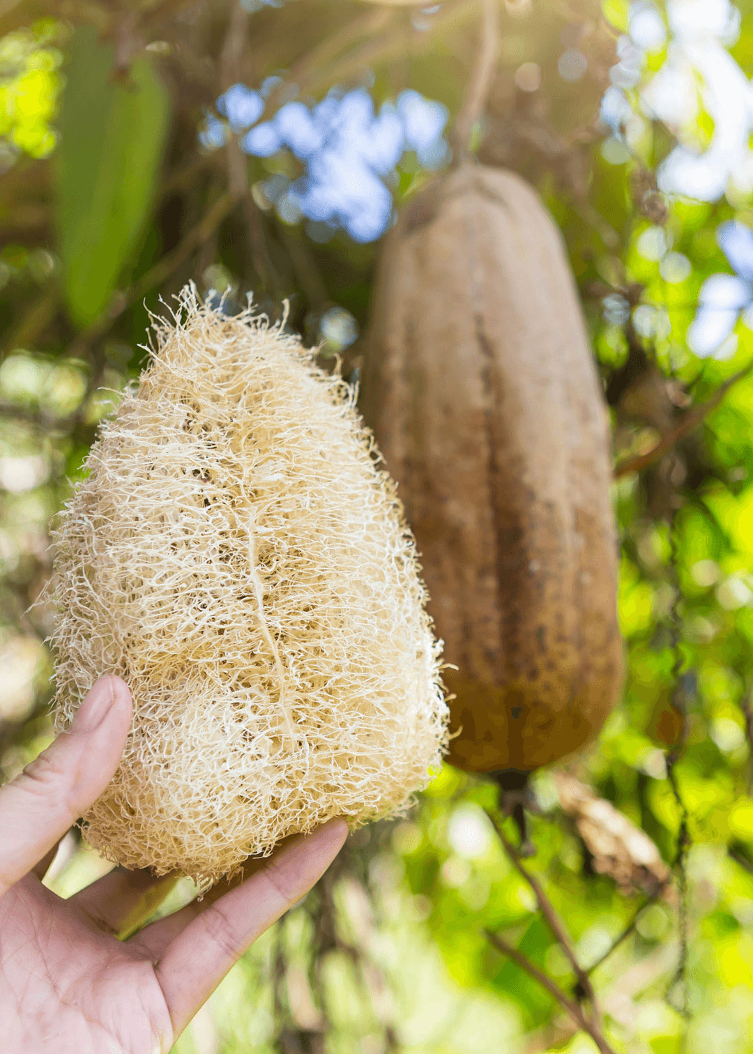 Natur Luffa Schwamm (Kabak Lifi)