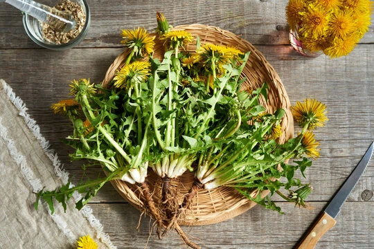 Was Ist Löwenzahnkraut? Wie Wird Gewonnen?