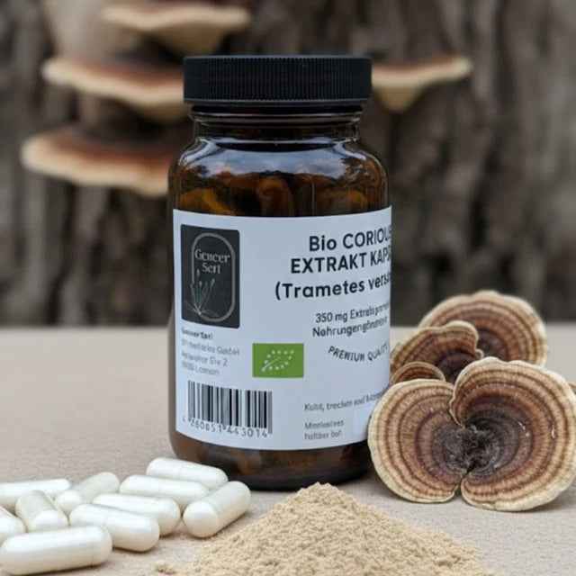 Bio Coriolus Extrakt Kapseln (Trametes versicolor) Hindi kuyruğu mantarı