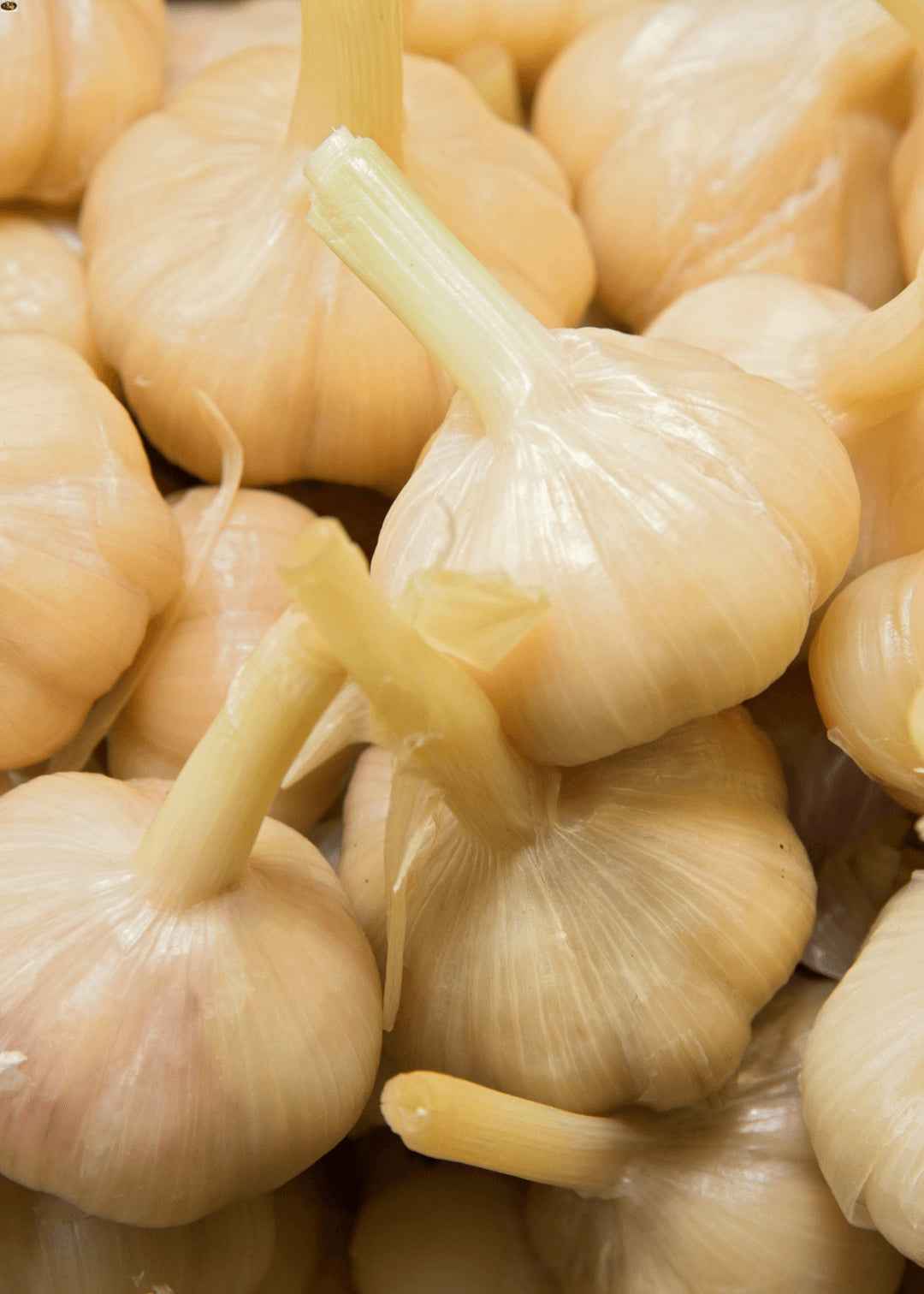 Antep Eingelegter Knoblauch