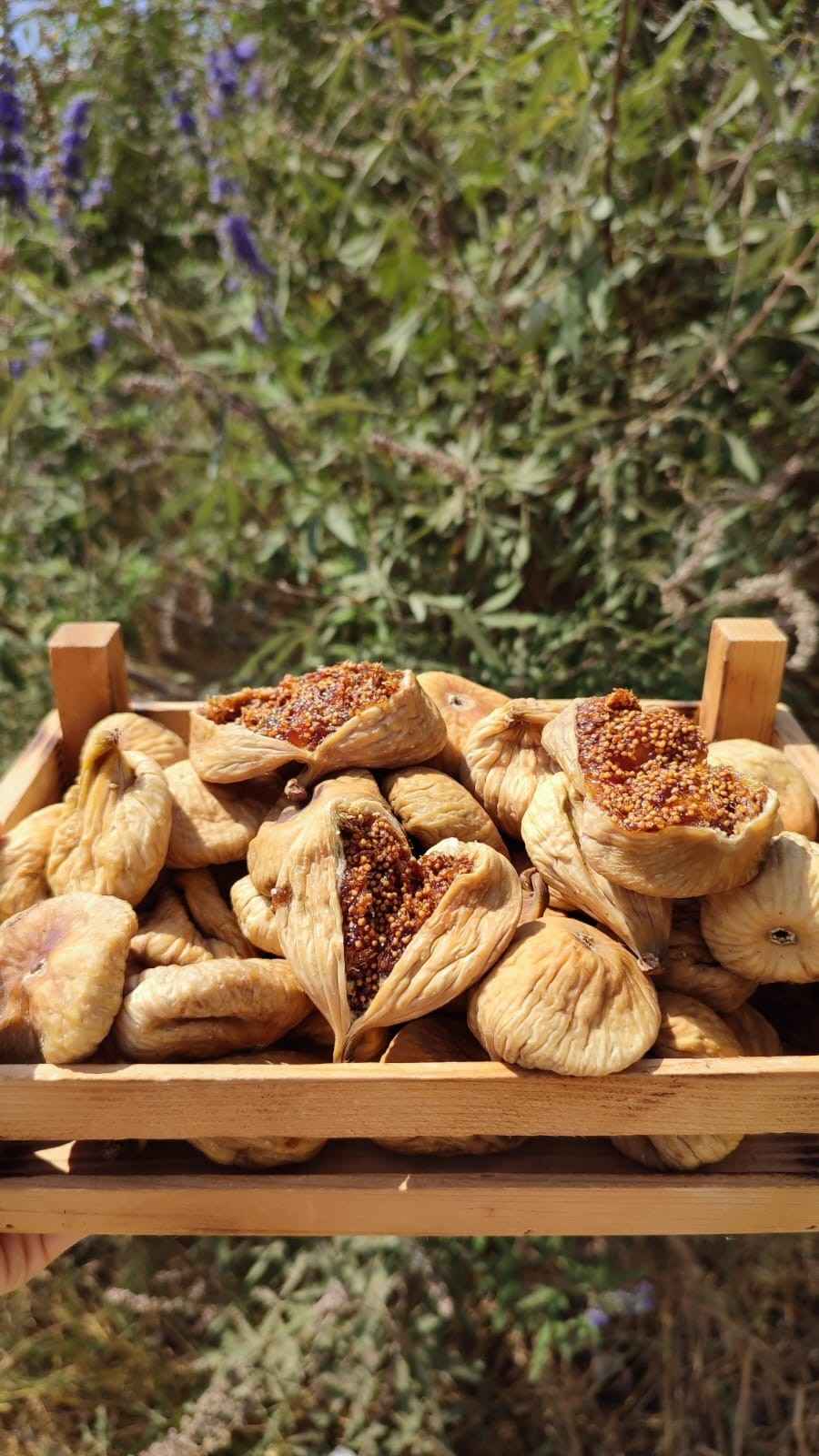 Getrocknete Feigen aus Aydin (Seçme, Buzluk İnciri)