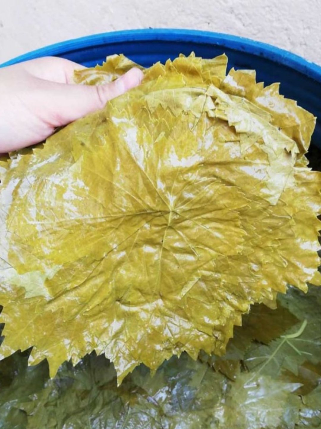 Salamura Asma Yaprağı (Vakumlu) 800g